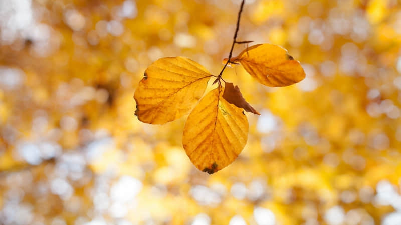 苏州一日游拙政园攻略 苏州一日游拙政园攻略