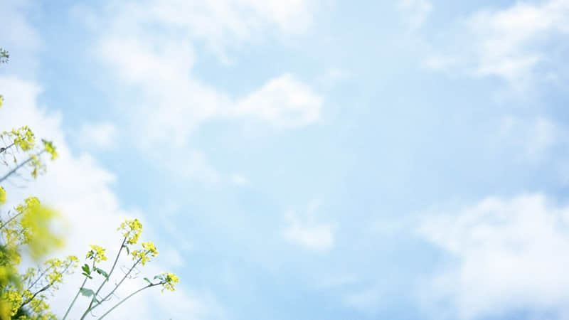 一日游作文台儿庄