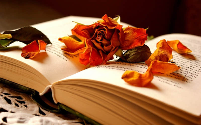 包头赛罕塔拉旅游景点介绍-包头赛罕塔拉多大