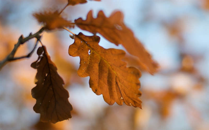 详细阅读:淡水-淡水的英文 淡水-淡水的英文