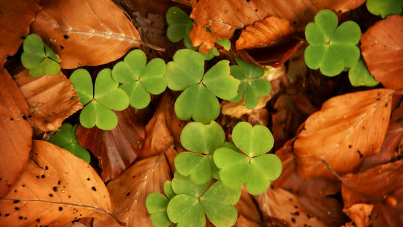 详细阅读:苏州旅游攻略吃-苏州旅游好吃的 苏州旅游攻略吃-苏州旅游好吃的