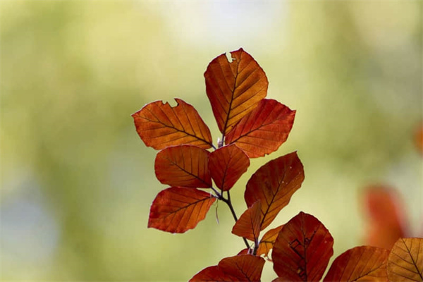 福州闽侯农庄一日游-闽侯出名的农家乐