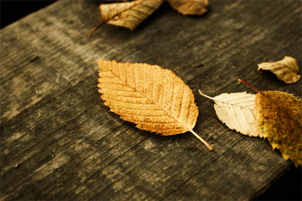 黄金旅游线路的特点-旅游用黄金