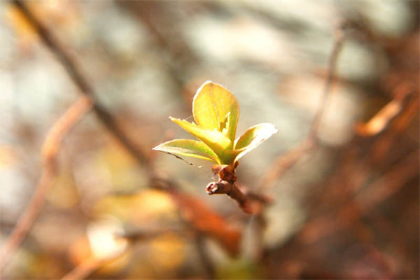 详细阅读:关于云旅游地理知识-云旅游观点 关于云旅游地理知识-云旅游观点